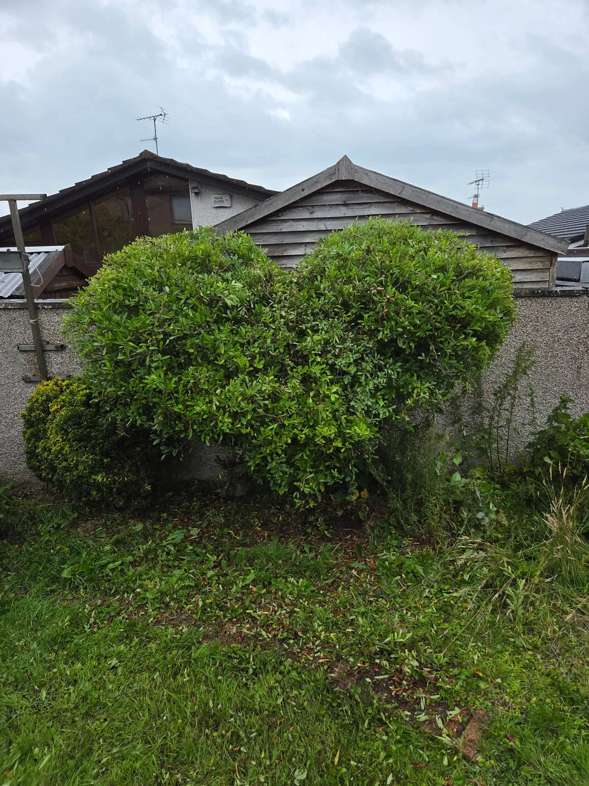 Hero image for How Much Do Hedges Cost in Ireland? A Plain-English Guide