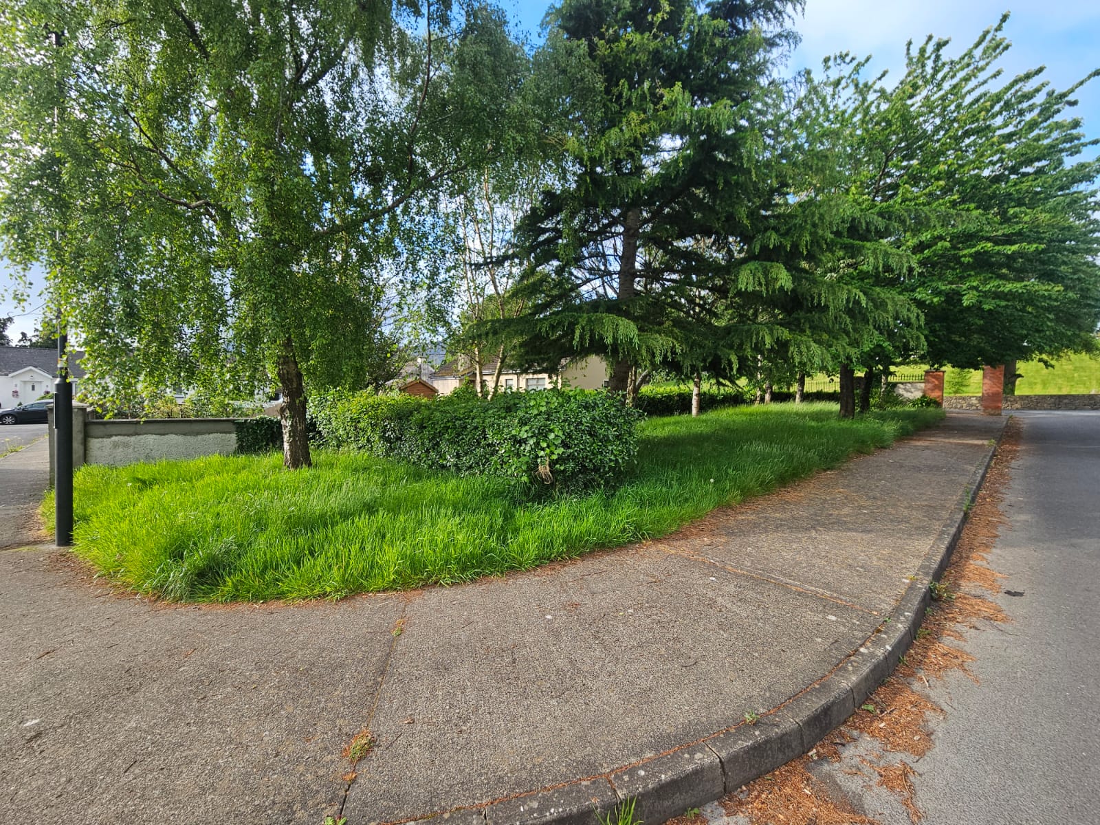 Overgrown garden area before maintenance