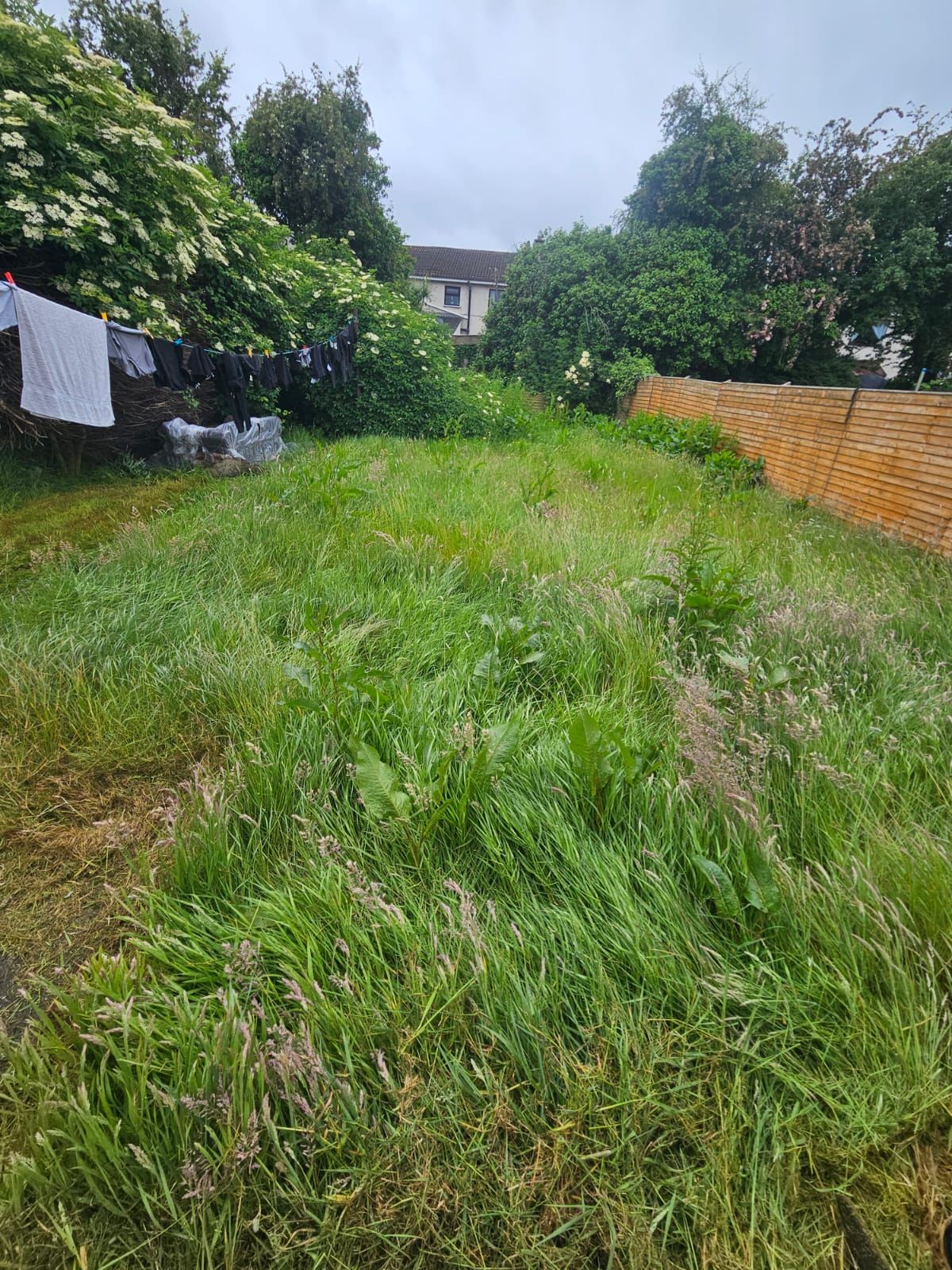 Severely overgrown lawn before professional maintenance